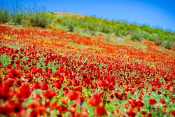 Red beautiful poppies in a meadow