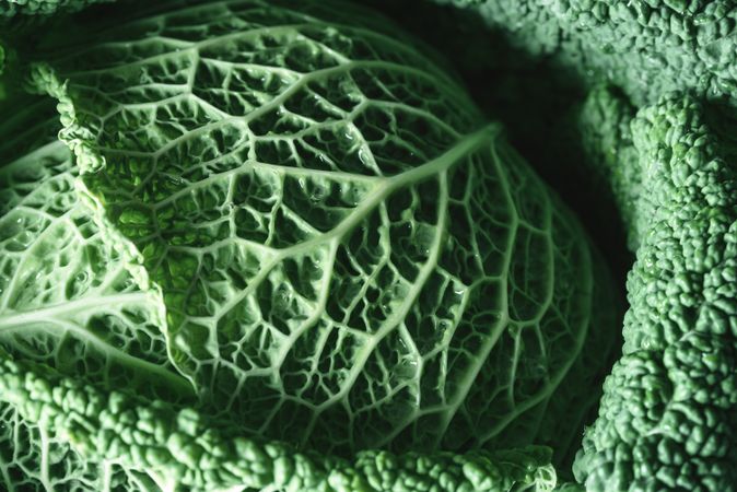 Green cabbage macro image