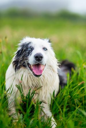 border collie blue merle dog
