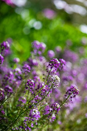 Close up of seasonal flowers