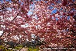 Pink cherry blossom tree under blue sky 4Mvaxb