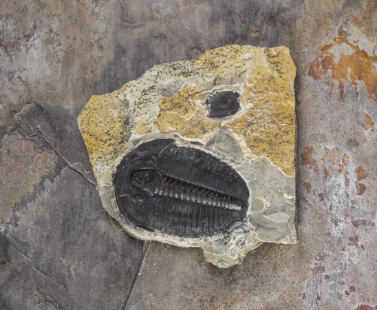 Fossil in stone