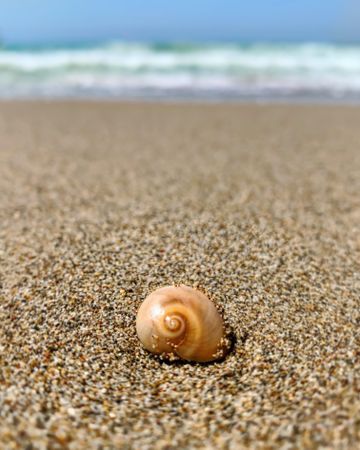 Brown shell on beach