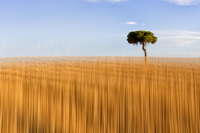 Beautiful trees in pictorialism nature