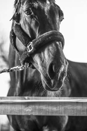 Grayscale portrait of horse