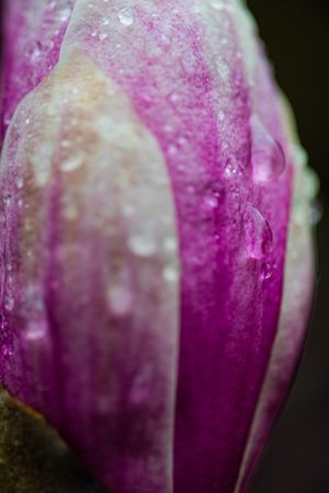 Blossom of magnolia tree in the spring park