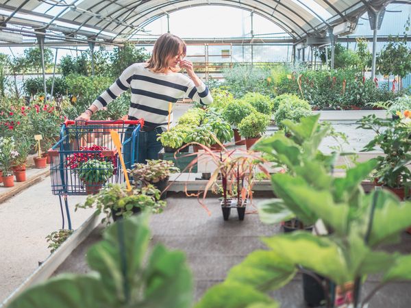 Female choosing plants for garden on flower market