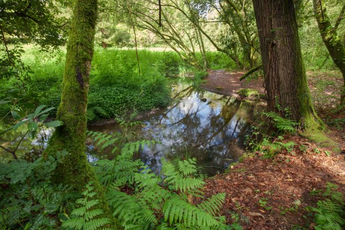 Stream in forest ferns humid vegetation in Galicia, Spain