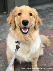 Golden retriever dog on leash 0WAaO4