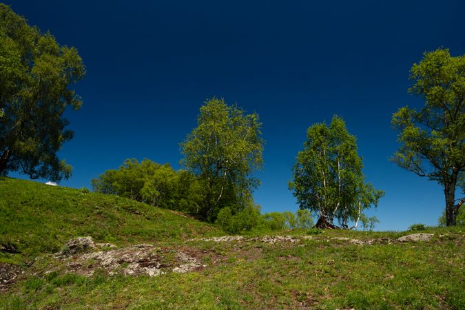 Lush green hillside with trees under blue sky.