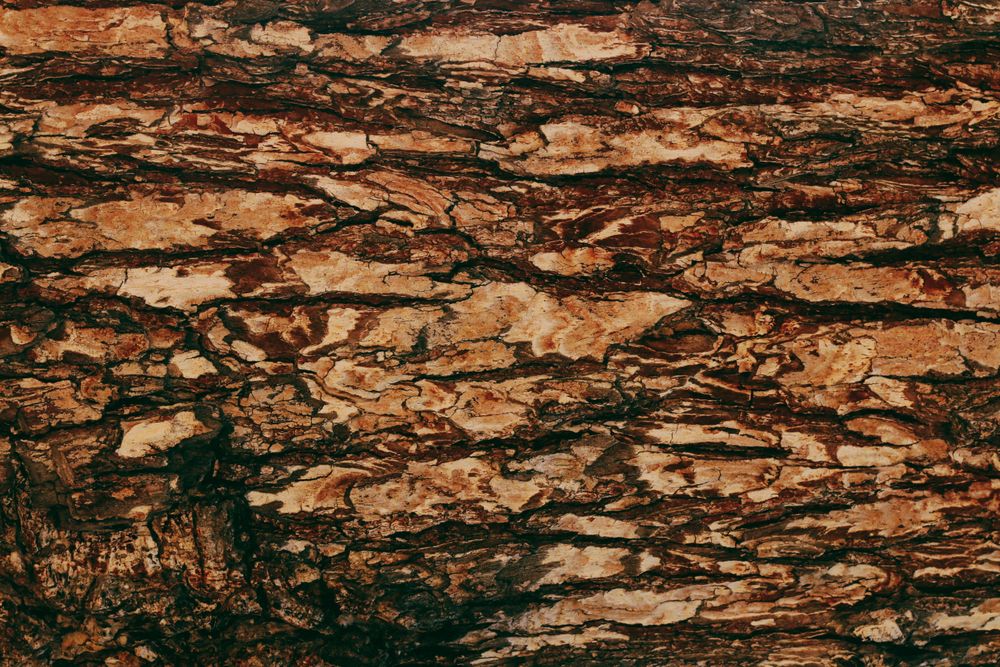Texture of bark