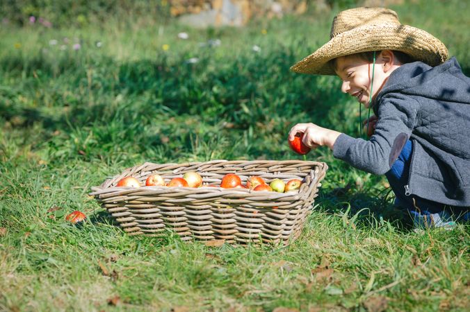 Happy kid putting apple in wicker basket from harvest