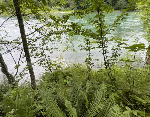 Skagit river in Washington state Cascade mountains during summer time with plush ferns and trees