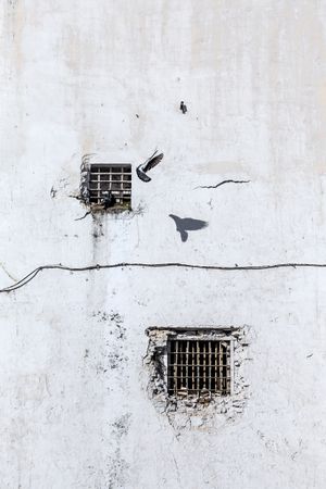Birds on little window of building