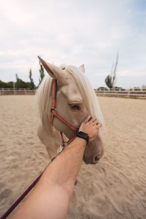 Man petting nose of horse at paddock