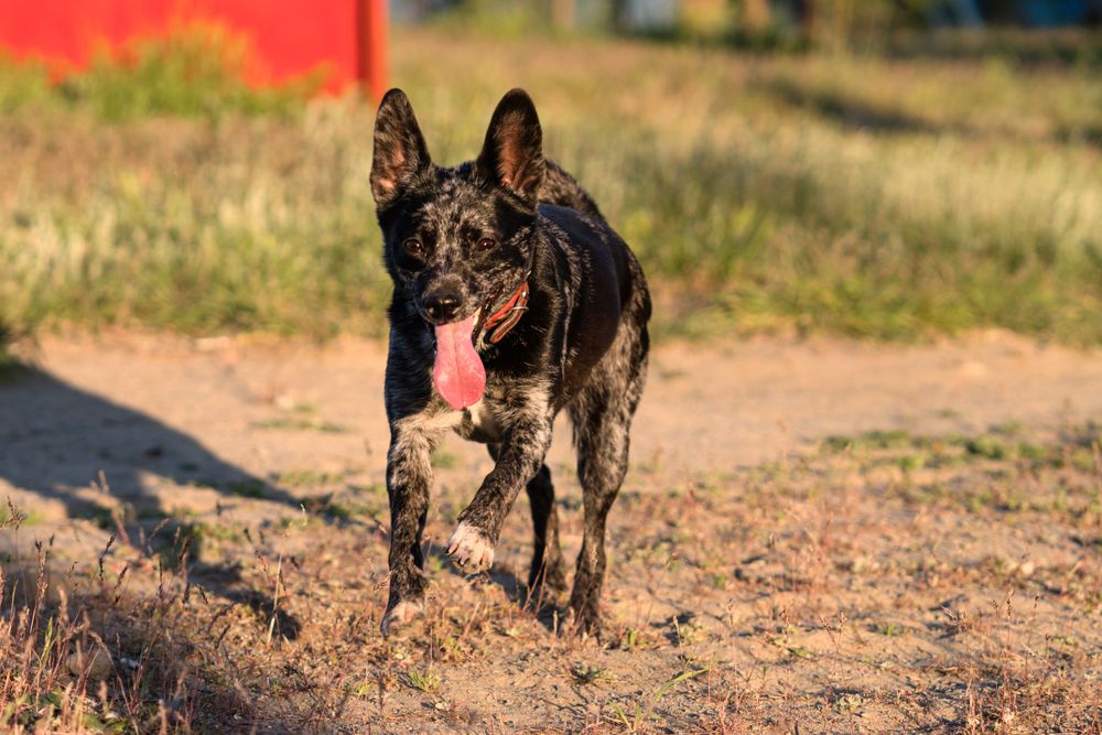 dog running towards camera with tongue out in park.