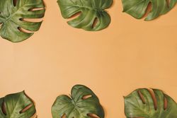 Tropical monstera leaves bordering pastel orange background