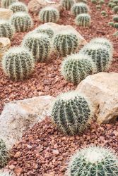 image of closeup green cactus budding