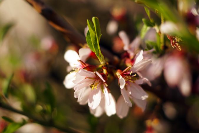 Almond Tree branch with flowers in garden