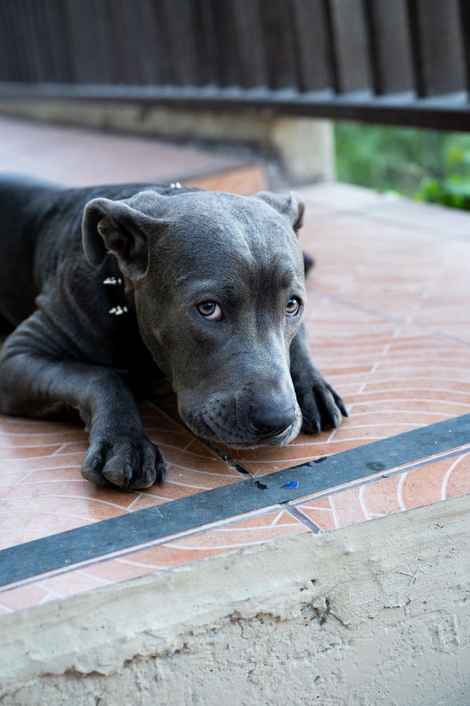 Dog laying on patio looking at camera
