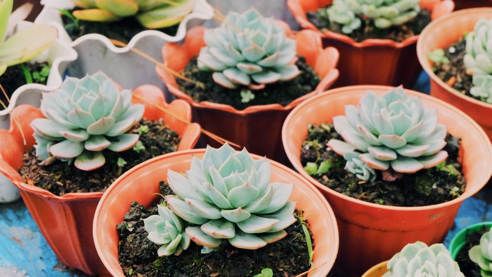 Succulents in pots