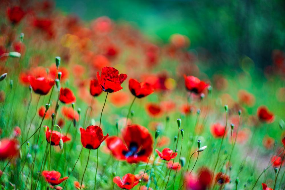 Red poppy flowers in meadow