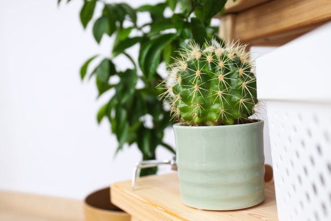 Cozy hobby - growing indoor plants at home