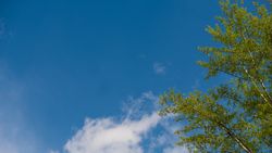 Fresh spring leaves against blue sky