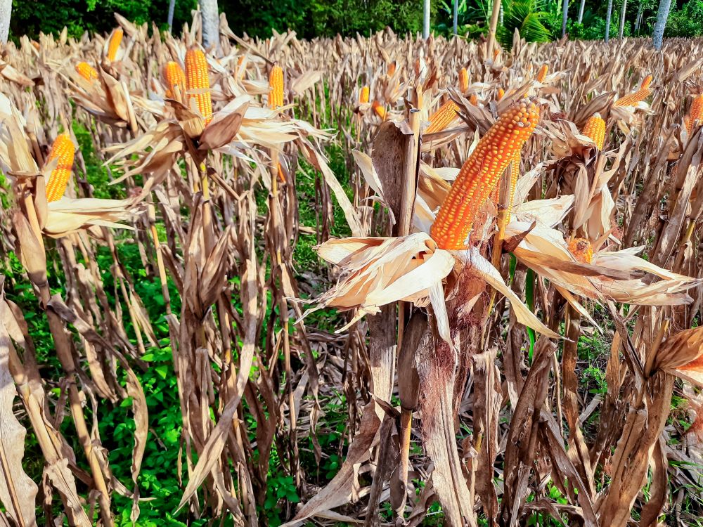 Ripe Corn Field in West Sumatra, Indonesia