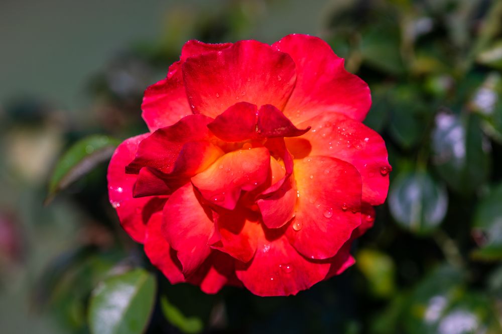 Blooming red flowers in a sunny garden