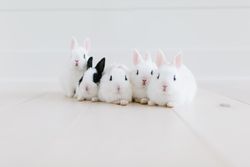 Rabbits on light floor