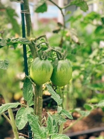Green tomato