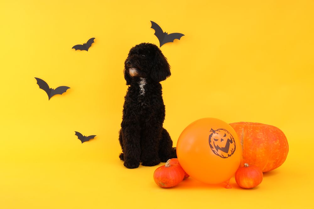 Concept of Halloween, Dog and Halloween accessories on yellow background