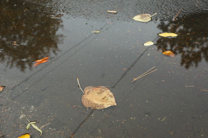 Yellowed autumn leaves on the road