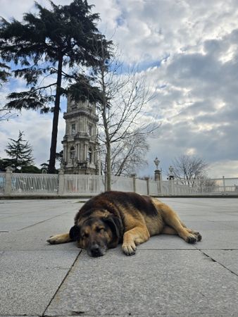Dog of İstanbul