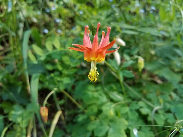 Red columbine flower surrounded by foliage