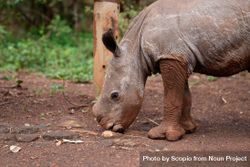 Brown rhinoceros walking on brown soil 0JvLl0