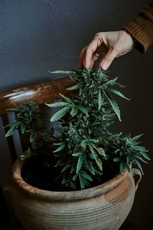 Detail shot of a hand touching the bud of a marijuana plant with gray background