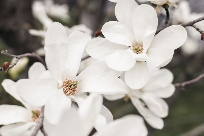 Closeup of the white star magnolia blossoms. Magnolia stellata blooming in the early spring in the garden, park.. Japanese decorative tree. Selective focus, blurred background. Nature concept.