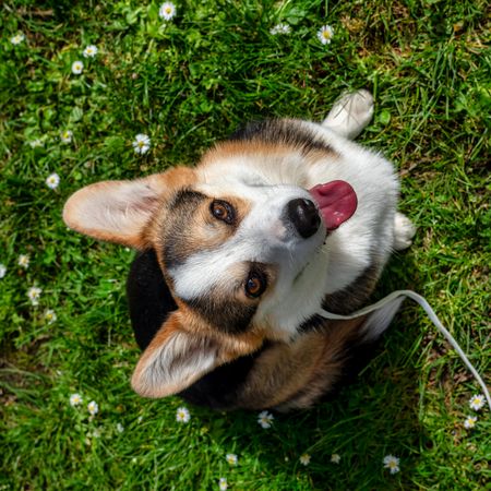 Funny dog tricolor corgi pembroke