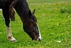 Horse grazing on lush green grass in field