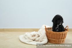 Cute poodle pet at home sitting in basket 48x7J4