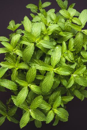 Overhead of mint plant