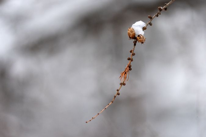 A Tamarack tree branch with cones and spurs at Sax-Zim Bog in Minnesota