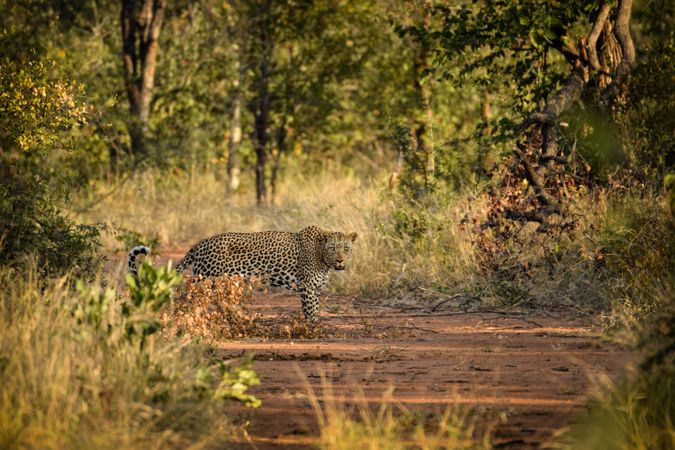 Jaguar standing between trees