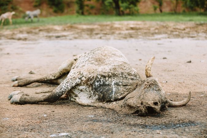 Dead cow on ground in village