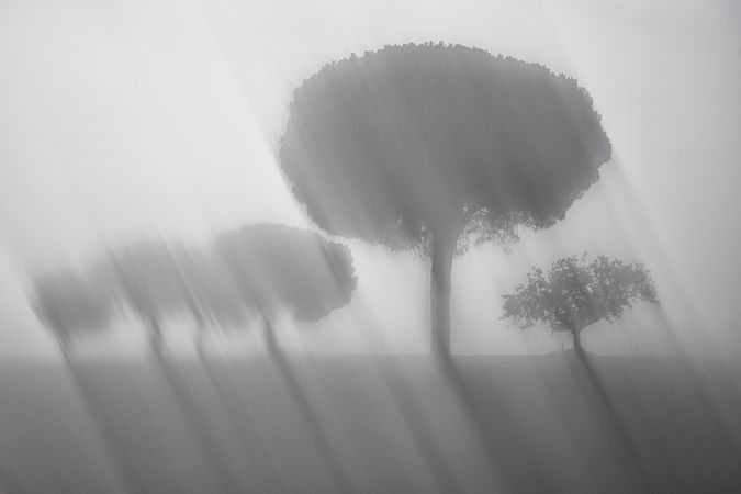 Defocused trees in sunset valley