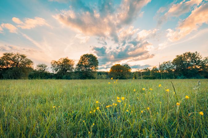 Field with grass, yellow flowers and trees