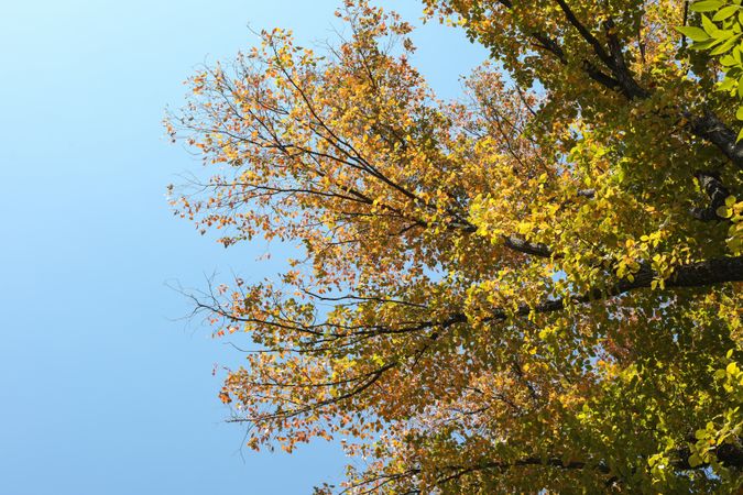 Tree with yellowed leaves against blue sky, space for text