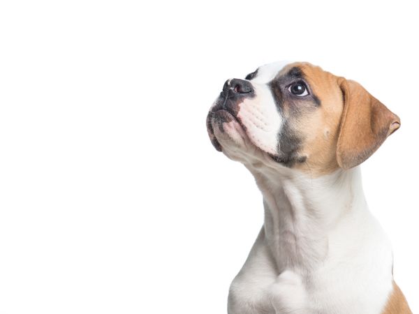 American bulldog puppy portrait looking up isolated on a light background